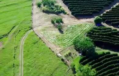 Imagem 3: Sítio 57hectares Café Arábica Jeriquara