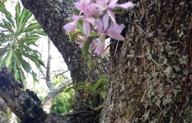 Imagem 6: Fazenda em Abreulândia-TO