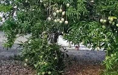 Imagem 6: Térrea para venda possui 110 metros quadrados com 1 quarto em Zona Rural - São José de Mip