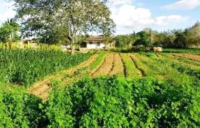 Imagem 8: Chácara. 12.000m² de Área