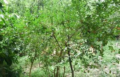 Imagem: A fazenda possui 100.000m² de Área Privada e está localizado