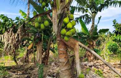 Imagem 12: Sitio 13 ha Porteira Fechada