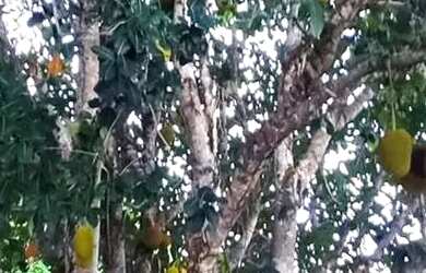 Imagem 7: Térrea para venda possui 110 metros quadrados com 1 quarto em Zona Rural - São José de Mip