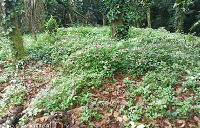 Imagem: O terreno possui 600m² de Área e está localizado em Boiçucanga