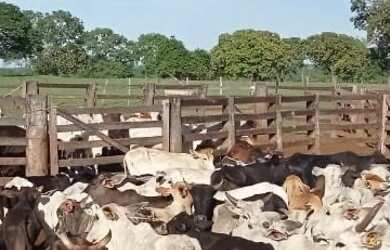 Imagem 5: Vendo fazenda em Formoso do Araguaia TO