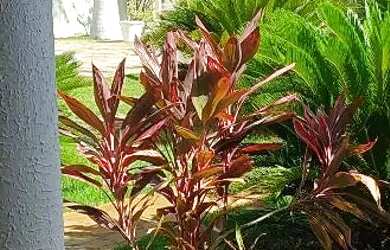 Imagem 3: Casa Praia Pirambú. Piscina, Churrasqueira, Acomodam 20 pessoase5 Vagas...