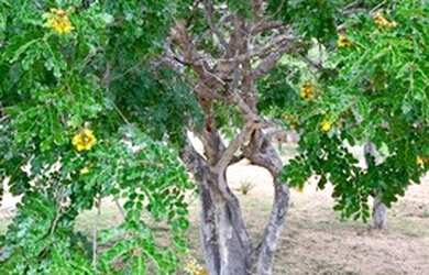 Imagem: A fazenda possui 890.000m² de Área, Imóvel novo e está