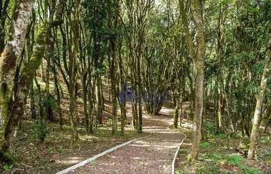 Imagem 8: Terreno à venda, 740 m² por R$ 665.000 - Pedancino - Caxias do Sul/RS