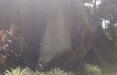 Imagem 13: Lote/Terreno para venda tem 846 metros Limoeiro Guapimirim - RJ