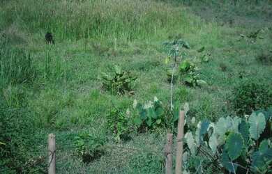 Imagem 4: Fazenda Santa Maria, município de Córrego Novo-MG
