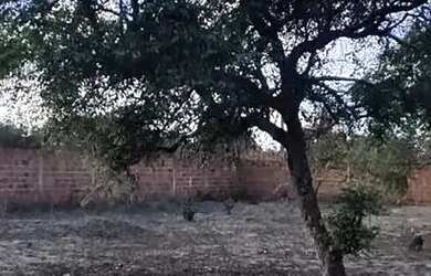 Imagem 8: Térrea para venda possui 110 metros quadrados com 1 quarto em Zona Rural - São José de Mip