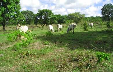 Imagem 4: Fazenda em Abreulândia-TO