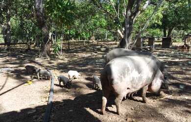 Imagem 2: Fazenda em Abreulândia-TO