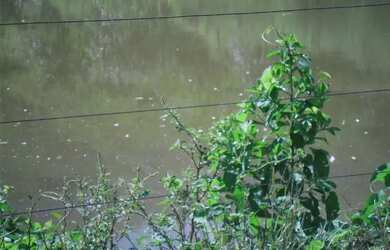 Imagem 3: Fazenda Santa Maria, município de Córrego Novo-MG