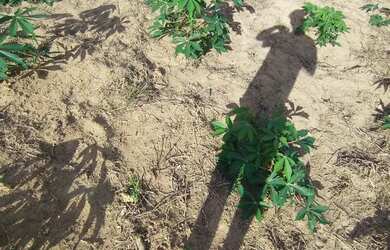 Imagem: O terreno possui 1m² de Área e está localizado em Japoatã