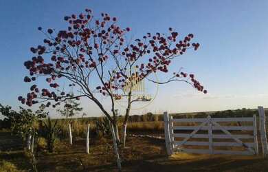 Imagem 16: Fazenda à Venda Unaí/MG 472 ha