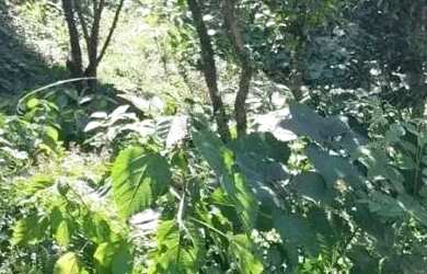 Imagem 4: Terreno para Venda em Nova Petrópolis, Juriti