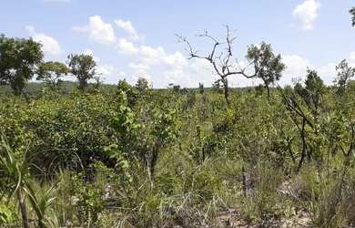 Imagem 10: Fazenda em Novo Acordo. 25 mil por alqueire