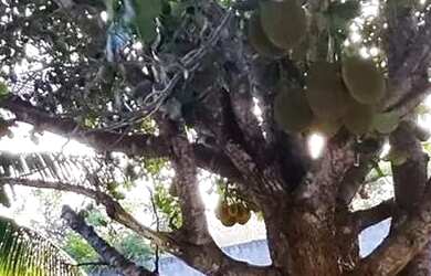 Imagem 10: Térrea para venda possui 110 metros quadrados com 1 quarto em Zona Rural - São José de Mip