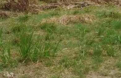 Imagem 3: Terreno a venda campo grande