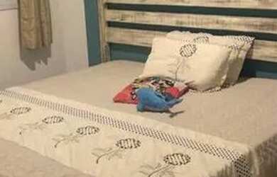 Imagem 16: APTO FRENTE MAR LINDA VISTA, ANDAR ALTO, NAO PERCA ESSA ANT6818