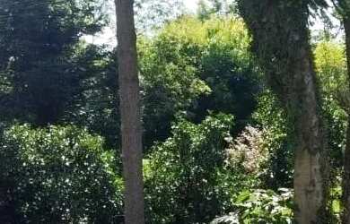 Imagem 5: Terreno para Venda em Nova Petrópolis, Juriti