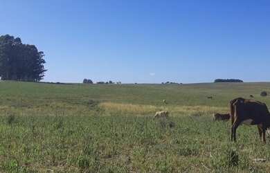 Imagem 2: Rosário do Sul - Fazenda - Zona Rural