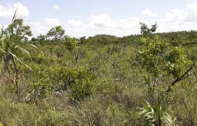 Imagem 14: Fazenda em Novo Acordo. 25 mil por alqueire