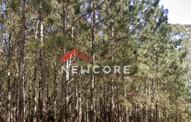 Imagem: A fazenda possui 200m² de Área e está localizado em São