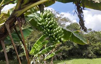 Imagem 10: Sitio à venda. 