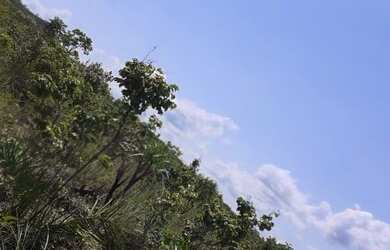 Imagem 8: Fazenda em Novo Acordo. 25 mil por alqueire