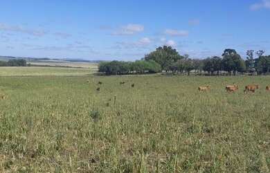 Imagem 1: Rosário do Sul - Fazenda - Zona Rural