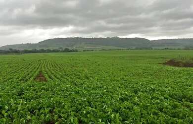 Imagem: Vende fazenda 271 alqueiro a 1.500 saca de soja