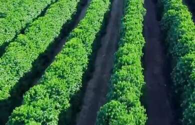 Imagem 4: Sítio 57hectares Café Arábica Jeriquara