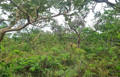 Imagem 3: Fazenda 2.750 hectares valor 8.250.000