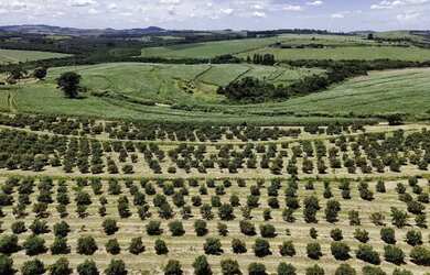 Imagem 10: Ótimo sítio em abacate montado de porteira fechada no interior de São...