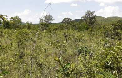 Imagem 9: Fazenda em Novo Acordo. 25 mil por alqueire