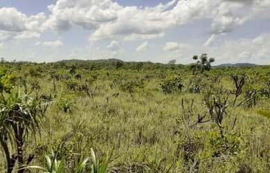 Imagem 1: Fazenda em Novo Acordo. 25 mil por alqueire