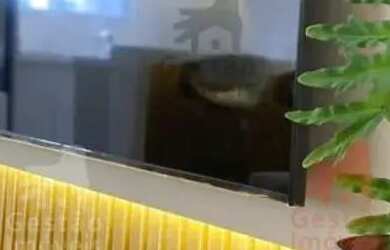 Imagem 7: Apartamento 3 suítes para Locação Anual no bairro Centro em Balneário...