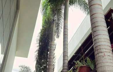 Imagem 11: Casa à venda em Condomínio Grand Royalle com 550m², 5 Quarto(s), 3 Suíte(s) e 6 Vaga(s)