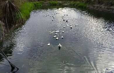 Imagem: A chácara possui 50000m² de Área e está localizado em Cauamé