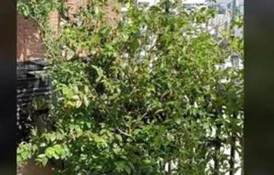 Imagem 3: Cobertura Linda-VISTA em 360 graus e para 23 de Maio-Bela Vista-São Paulo/SP