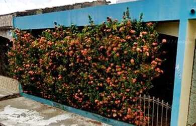 Imagem: A casa possui 1 Dormitório, 1 Banheiro, 80m² de Área e está