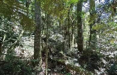 Imagem 6: Terreno a venda Vila Suzana em Canela