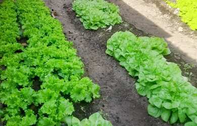 Imagem: A casa possui 2 Dormitórios, 1 Banheiro, 2 Vagas na garagem