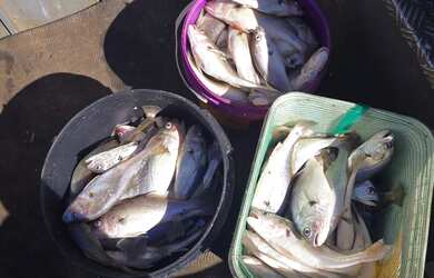 Imagem 16: Rancho em Planura Rio grande