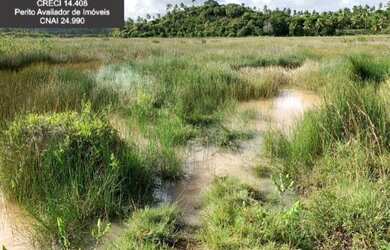 Imagem 10: Fazenda à Venda no Litoral Norte da Bahia. Fazenda de Pasto e Coco no...
