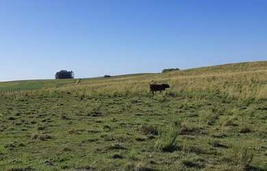 Imagem 11: Rosário do Sul - Fazenda - Zona Rural