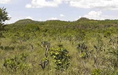 Imagem 16: Fazenda em Novo Acordo. 25 mil por alqueire