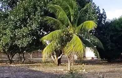 Imagem 2: Térrea para venda possui 110 metros quadrados com 1 quarto em Zona Rural - São José de Mip